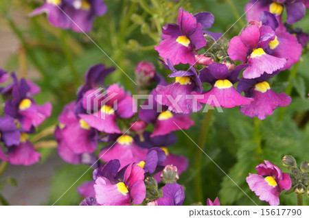 full bloom! Nemesia "Ageha" full bloom! Nemesia "Ageha" 15617790
