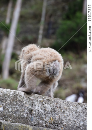 巨人岩石攀登成功由Nikansaru 15617825