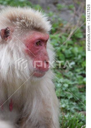 I recollect my lifetime BY Nikansaru 15617826