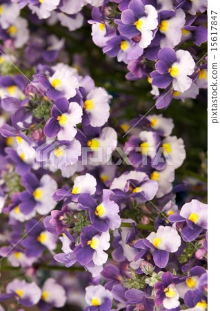 盛開Nemesia“Mellow Elegant Purple” 15617847