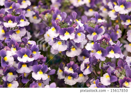 full bloom! Nemesia "Mellow Elegant Purple" full bloom! Nemesia "Mellow Elegant Purple" 15617850