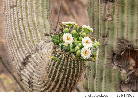 Saguaro Cactus in Bloom 15617863
