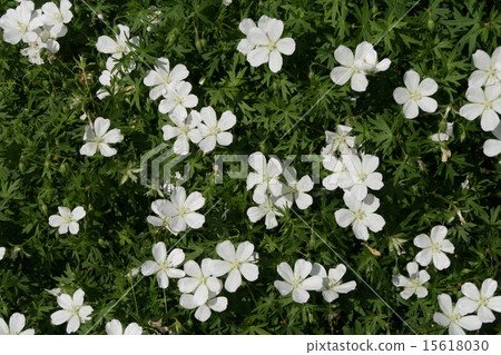 Akebono Furo Akebono Furo 15618030