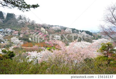 Fukushima ken Taomogo "Hanamiyama park" Fukushima ken Taomogo "Hanamiyama park" 15618137