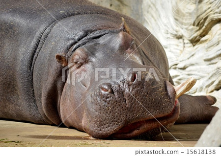 A nap of a hippopotamus 15618138