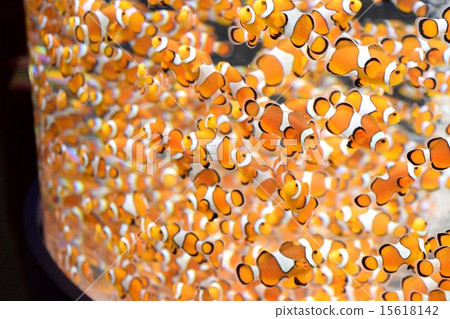 Lots of fish Lots of fish 15618142