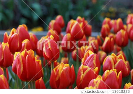 Tulip Tulip 15618223