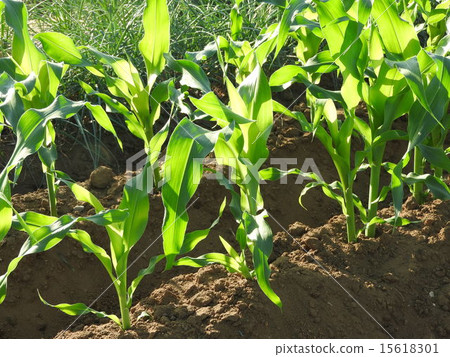 I bump into a baked corn that I brought up in my own field. There is no time to have any more bliss. 15618301