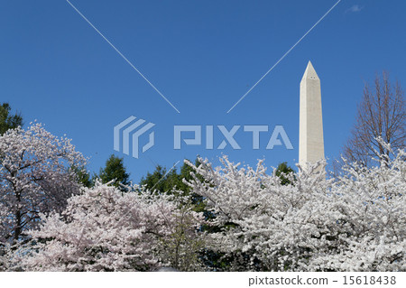 Cherry trees by the Washington Memorial 15618438