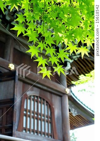Fresh green of Kyoto Eikan-do 15618542