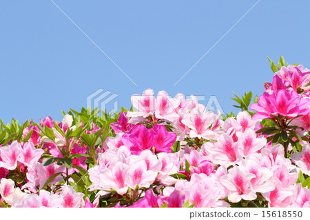 平戶杜鵑花 15618550