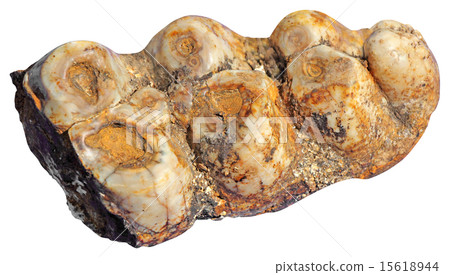 Mammoth teeth Mammoth teeth 15618944