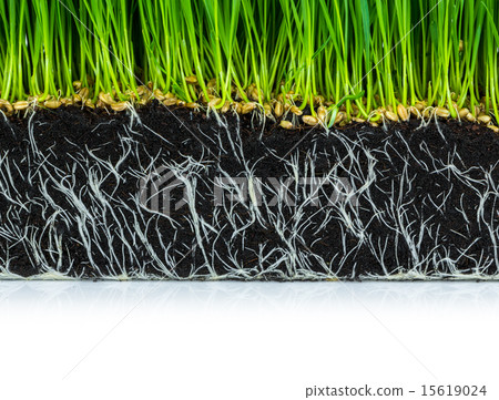 Fresh green wheat grass with roots 15619024