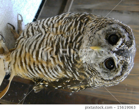 貓頭鷹   15619063
