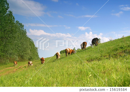 Cows on pasture 15619384