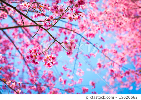 Beautiful pink flower blossom 15620662