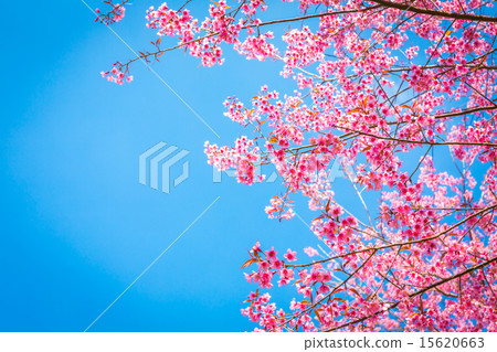 Beautiful pink flower blossom 15620663