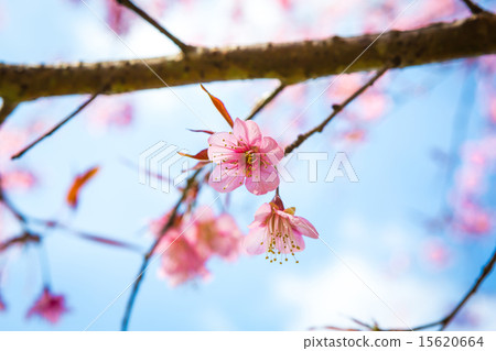 Beautiful pink flower blossom 15620664