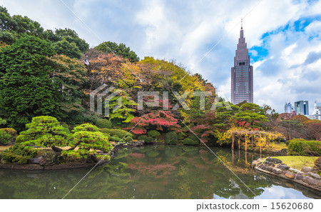 Shinjuku Gyoen Park in autumn, Tokyo, Japan 15620680