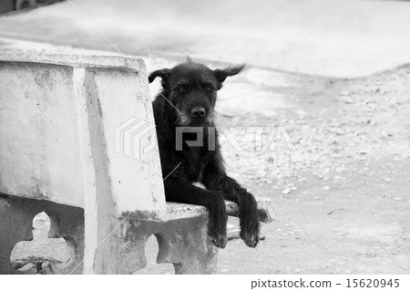Lonely Black Dog (Look straight) 15620945
