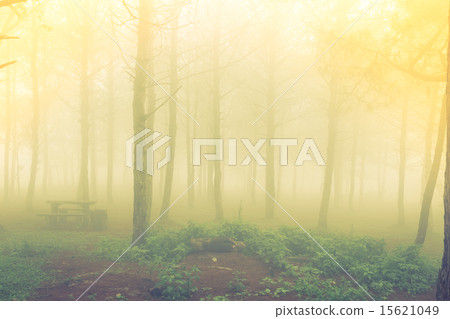 Forest tree during a foggy day 15621049