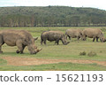 White rhinoceros on Lake Nakuru 15621193