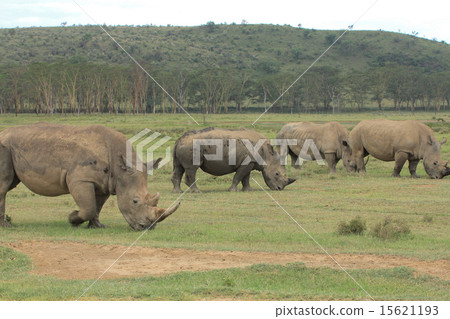 White rhinoceros on Lake Nakuru 15621193