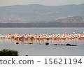 Flamingo on Lake Nakuru 15621194