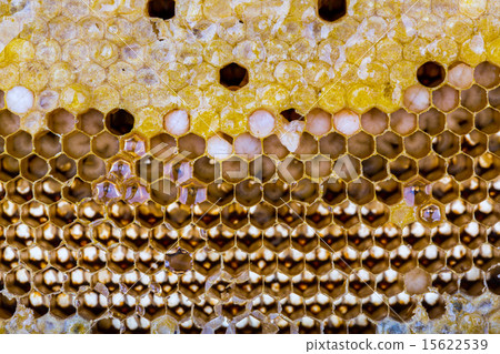 Fresh honey in comb Fresh honey in comb 15622539