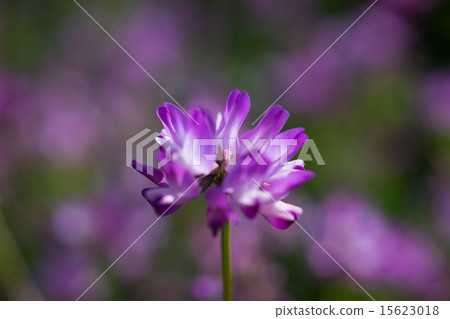 黃芪 15623018