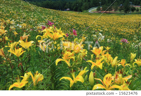 千里富士見高原 千里富士見高原 15623476
