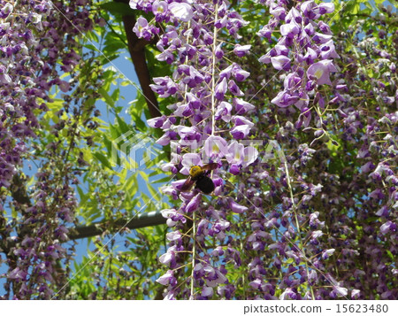 熊蜂紫藤花 熊蜂紫藤花 15623480