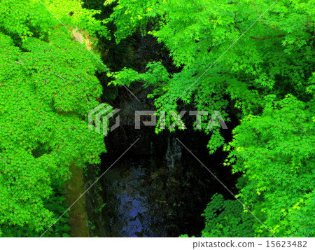 綠楓 綠楓 15623482