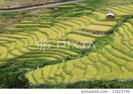 Maruyama Senjita 15623740