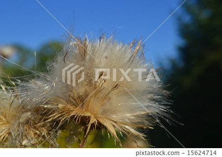 Closeup of thistle. 15624714