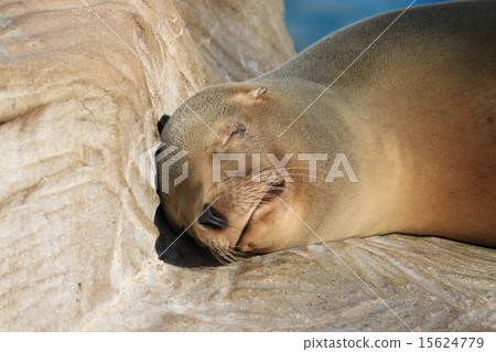 加州海獅的睡臉 15624779