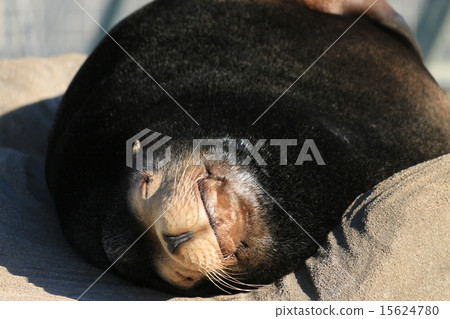 加州海獅的睡臉 加州海獅的睡臉 15624780