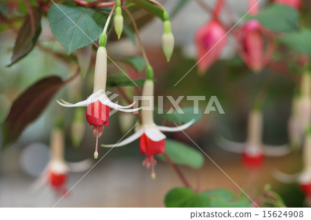 看起來·紫紅色的花朵 15624908