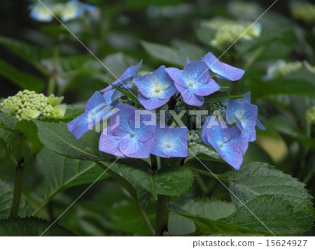 繡球花3 20030628 15624927