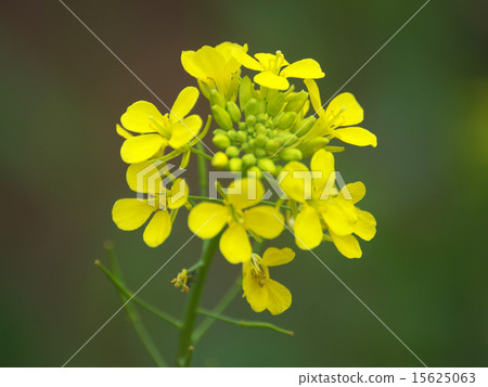 Clown yellow flower Clown yellow flower 15625063