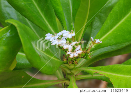 Scaevola sericea flower Scaevola sericea flower 15625449