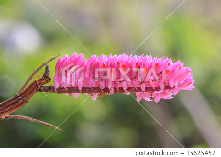 Toothbrush Orchid flower or Dendrobium secundum Toothbrush Orchid flower or Dendrobium secundum 15625452