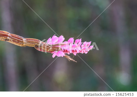 Toothbrush Orchid flower or Dendrobium secundum Toothbrush Orchid flower or Dendrobium secundum 15625453