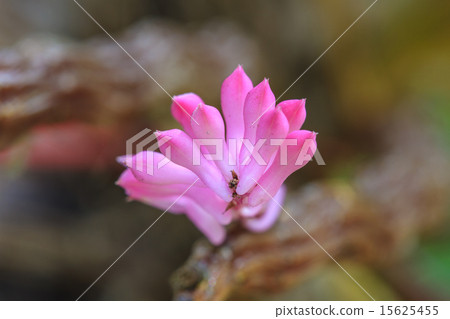 Toothbrush Orchid flower or Dendrobium secundum Toothbrush Orchid flower or Dendrobium secundum 15625455