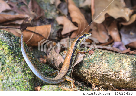 Common Forest Skink (Sphenomorphus maculates) Common Forest Skink (Sphenomorphus maculates) 15625456