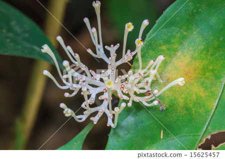 beautiful wild flower in forest beautiful wild flower in forest 15625457