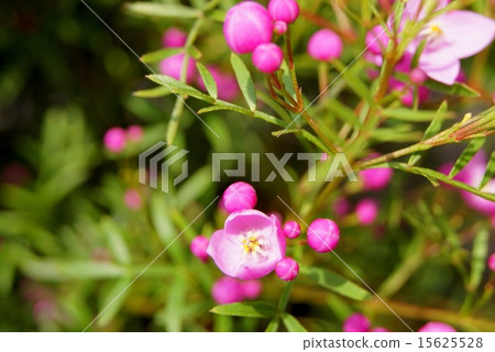 Pink Voronia · Pinata Pink Voronia · Pinata 15625528