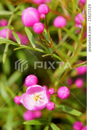 Pink Voronia · Pinata Pink Voronia · Pinata 15625529