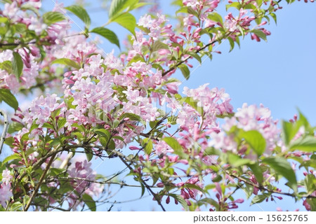 Utagi Utagi 15625765