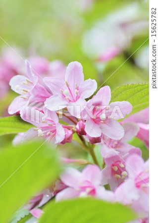 Weigela Weigela 15625782